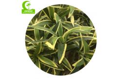 China Indoor Decoration 110cm Artificial Podocarpus Tree Customizable supplier