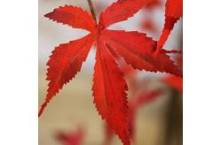 China Height 180cm Artificial Potted Floor Plants Bonsai Autumn Red Maple Tree supplier