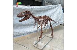 China Personalized customization Dinosaur Bone Replicas T Rex Skull Replica supplier