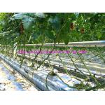 1650ft/lbs 2500ft/lbs PP Tomato Tying Twine With UV Resistance