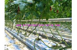 China 1650ft/lbs 2500ft/lbs PP Tomato Tying Twine With UV Resistance supplier