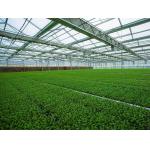 Prefabricated Light Steel Structure Agricultural Vegetable Greenhouse Q235 ISO9001 for sale