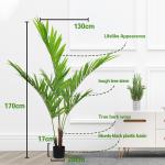 SGS Natural Artificial Potted Floor Plants Kenita Palm Tree for sale