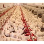 Automatic Stainless And Polypropylene 360mm Broilers Feeding System for sale