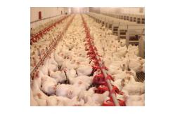 China Automatic Stainless And Polypropylene 360mm Broilers Feeding System supplier