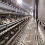 Poultry Farm House Features Hot Galvanized Battery Cages Specifically Designed For Laying Hens. for sale