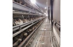 China Poultry Breeding Layer Chicken Cages Equipment Galvanized Steel Wire Automatic System supplier