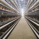 Poultry Farm Battery Layer Automatic Chicken Cage 4 Tiers 5000 Birds Egg Laying for sale