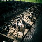 Prefab Steel Structure Warehouse , Metal Dairy Barn Building for sale