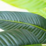 New released artificial bird of paradise with flower for sale