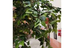 China Custom Artificial Landscaping Tree Bonsai Birch Garden Ornaments supplier