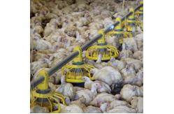 China 50 Broiler Chicken Fully Automatic Pan Feeding System supplier