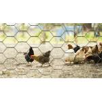 Weaving Hexagonal Wire Netting Hot Dip Galvanized Poultry Netting Fence for sale