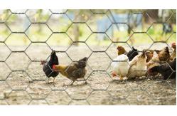 China 12M PVC Galvanized Hexagonal Wire Netting mesh For Poultry Farm supplier