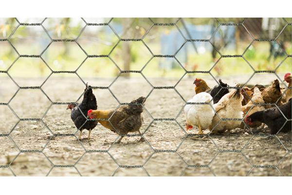 Weaving Hexagonal Wire Netting Hot Dip Galvanized Poultry Netting Fence