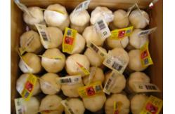 China CHINESE GARLIC supplier