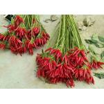 Red Yidu Chili Tianying Jinta Chili American Red Chilli New Crop FDA HACCP ISO KOSHER for sale