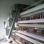 120 Birds Chicken Farm Poultry Cage With Egg Collecting System for sale