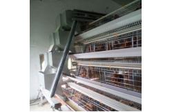 China Full Automatic System Layer Poultry Cage Big Size 4 Layers / Cell supplier