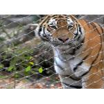 Flexible SS Wire Rope Mesh Customized Lightweight Tiger Fencing for sale