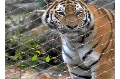 China Flexible SS Wire Rope Mesh Customized Lightweight Tiger Fencing supplier