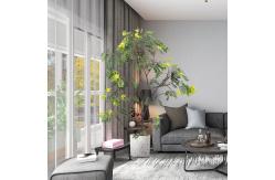 China Real Stem Artificial Landscape Trees Piptanthus 160cm No Nursing Evergreen 20'' Container supplier