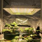 Knob Dimming Full Spectrum 2x2 LED Grow Light for sale