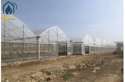 China Large Hydroponic Multi Span Greenhouse For Tomato / Pepper / Cucumber Planting supplier