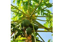 China High Simulation Real Touch 270Cm Plant Papaya Tree Fire Resistance supplier