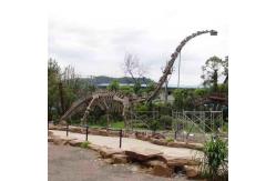 China Large Outdoor Dinosaur Skeleton , Sunproof Dinosaur Model Skeleton supplier