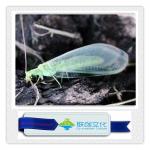 Multi-colored Robotized Insects for Unbeatable Amusement Park Entertainment for sale