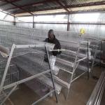10000 Layers New Design Layer Hen Cage Battery Cage Eggs for sale