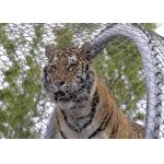 SS 304 / 316 Animal Enclosure Netting Rust Protection Acid / Alkalinity Resisting