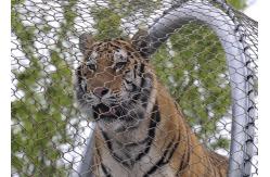 China SS 304 / 316 Animal Enclosure Netting Rust Protection Acid / Alkalinity Resisting supplier
