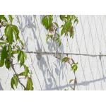 Security Garden Fence 3mm Welded Wire Mesh Stainless Steel 304 316