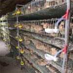 6 Tier 2 Doors Battery Cage For Quail Hot Galvanized Steel for sale