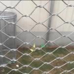 316 Hand Woven Flexible Stainless Steel Zoo Cable Mesh for sale