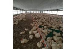 China Cheap Construction Steel Structure Building Poultry Farm Chicken House supplier