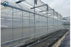 China Multi Span Greenhouse System For Tomatoes And Peppers Maximize Crop Yield supplier