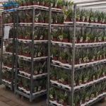High Load Bearing Greenhouse Danish Flower Trolley Powder Coated for sale