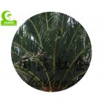 800cm Artificial Tropical Tree