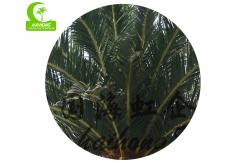 China 800cm Artificial Tropical Tree supplier