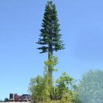 Bionic Beautification Bionic Tree Communication Camouflage Tower for sale