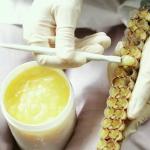 Natural 1.6% 10-HDA Organic Fresh Royal Jelly Pure Royal Jelly for health care for sale