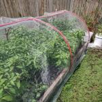 3m Anti mosquito screen 50 Mesh To Protect Vegetables Anti Bug Mesh