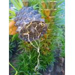 protect the root of the plants effectively of the air root pruning  container