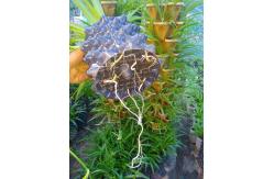 China protect the root of the plants effectively of the air root pruning  container supplier