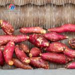 1500KG/H Root Vegetable Washing And Peeling Machine For Restaurant