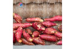China 1500KG/H Root Vegetable Washing And Peeling Machine For Restaurant supplier