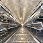 380V 3phase Farm Layer Chicken Cage For Laying Hens SGS Approval for sale